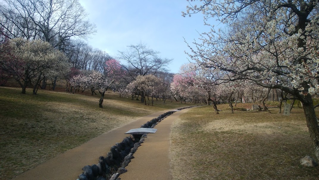 ミューズパークの梅林