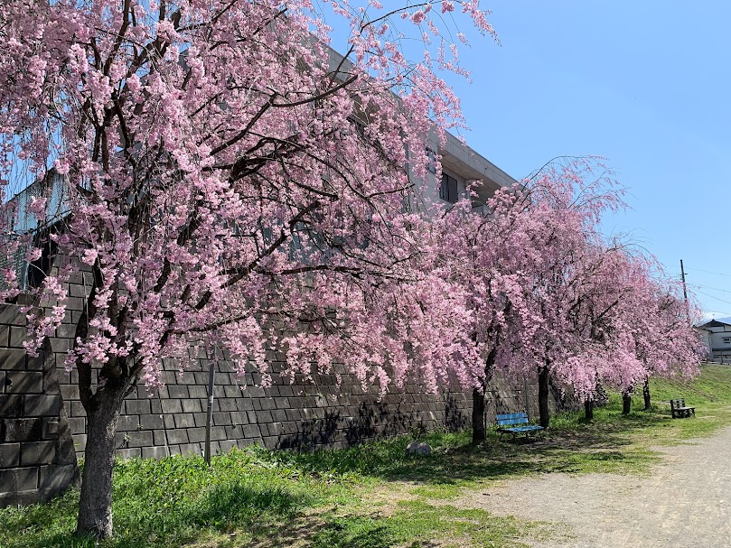 桜木町の桜